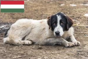 Read more about the article Ciobănesc Românesc de Bucovina tenyésztők és kiskutyák Magyarországon
