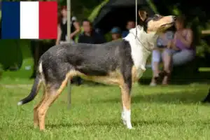 Read more about the article Collie tenyésztők és kiskutyák Franciaországban
