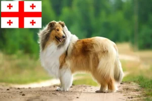Read more about the article Collie tenyésztők és kölykök Grúziában