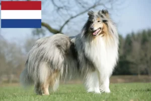 Read more about the article Collie tenyésztők és kölykök Hollandiában