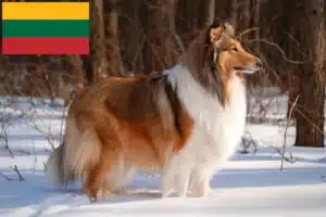 Read more about the article Collie tenyésztők és kiskutyák Litvániában