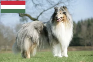 Read more about the article Collie tenyésztők és kiskutyák Magyarországon