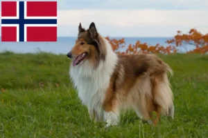 Read more about the article Collie tenyésztők és kiskutyák Norvégiában