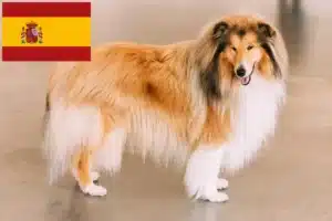 Read more about the article Collie tenyésztők és kiskutyák Spanyolországban