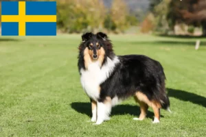 Read more about the article Collie tenyésztők és kölykök Svédországban
