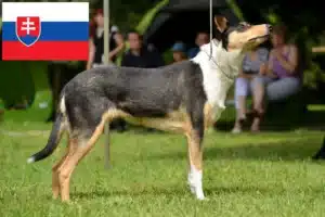 Read more about the article Collie tenyésztők és kölykök Szlovákiában