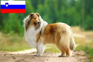 Read more about the article Collie tenyésztők és kiskutyák Szlovéniában