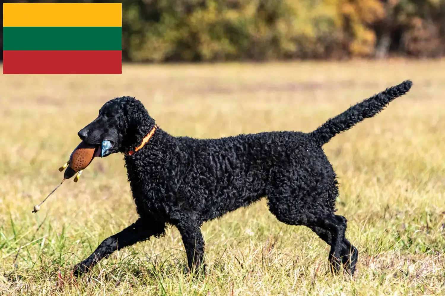 Curly Coated Retriever kiskutyák és tenyésztők Litvánia Keress Curly Coated Retriever tenyésztőket Litvánia területén.
