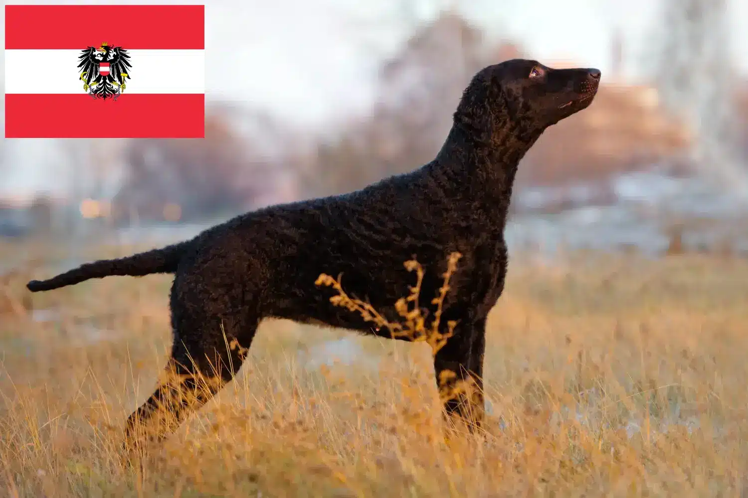 Curly Coated Retriever kiskutyák és tenyésztők Ausztria Itt találhat Curly Coated Retriever tenyésztőket Ausztriában.