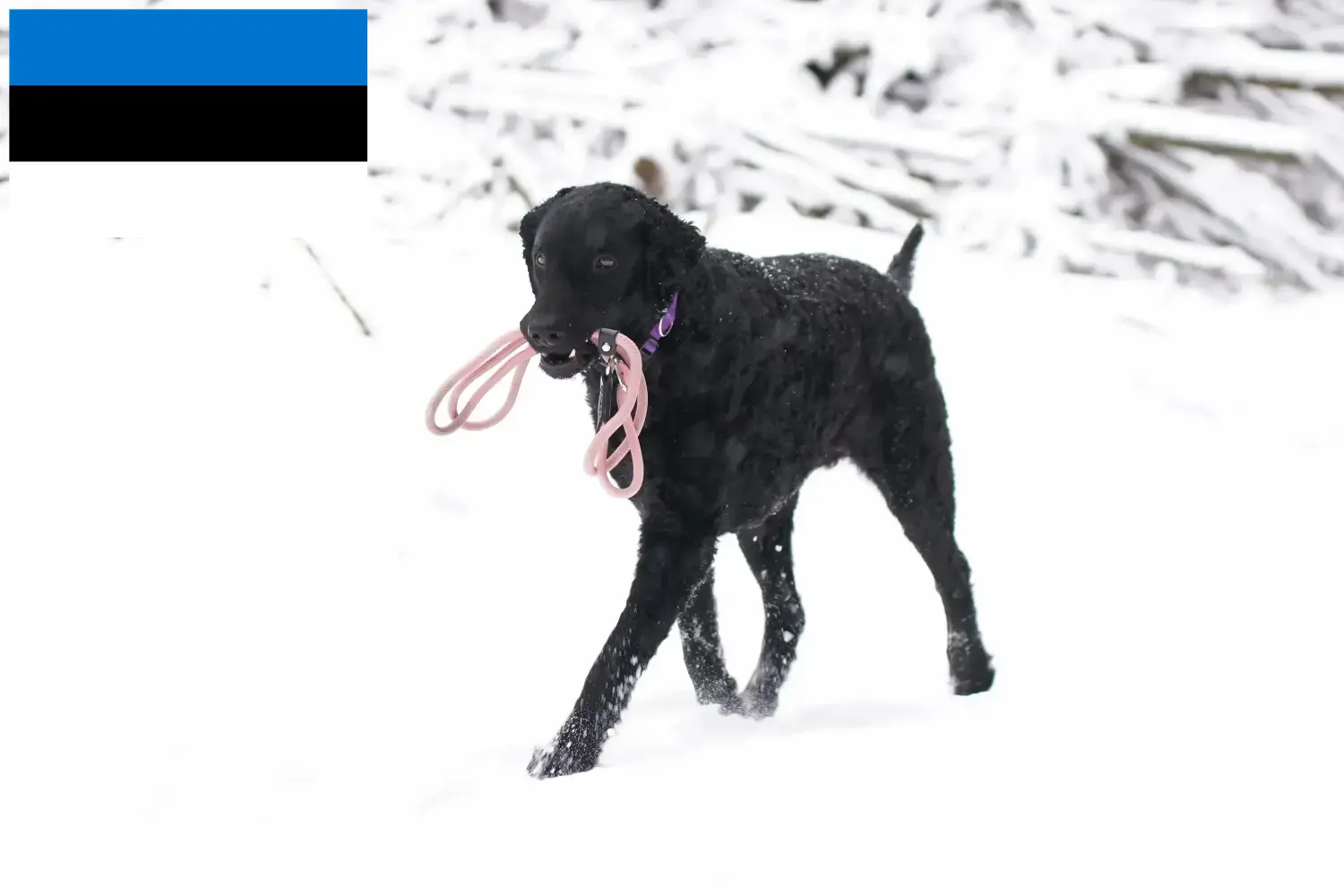 Curly Coated Retriever kiskutyák és tenyésztők Észtországban Keress Curly Coated Retriever tenyésztőket Észtországban.