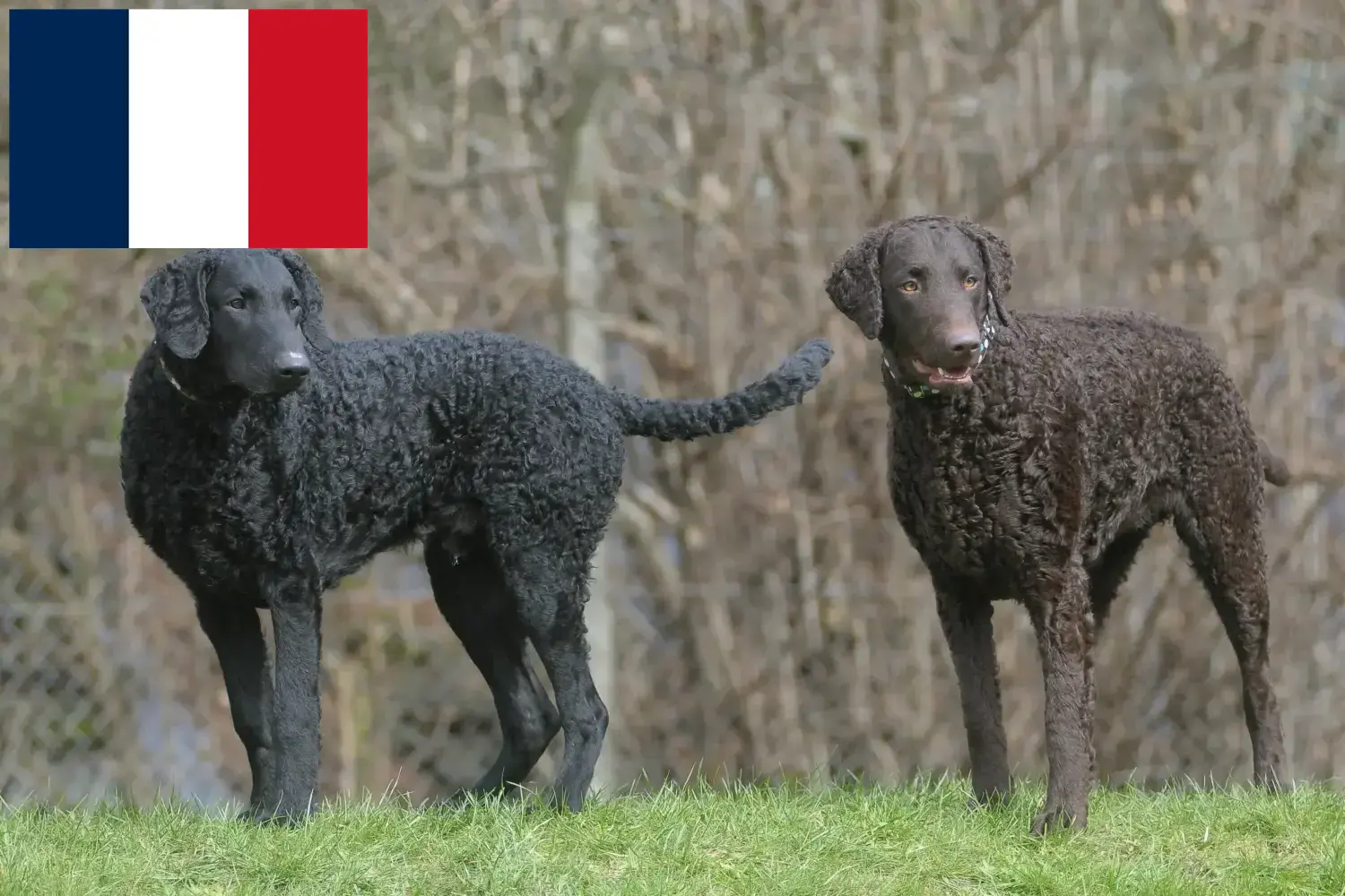 Curly Coated Retriever kiskutyák és tenyésztők Franciaország Itt találhat Curly Coated Retriever tenyésztőket Franciaországban.