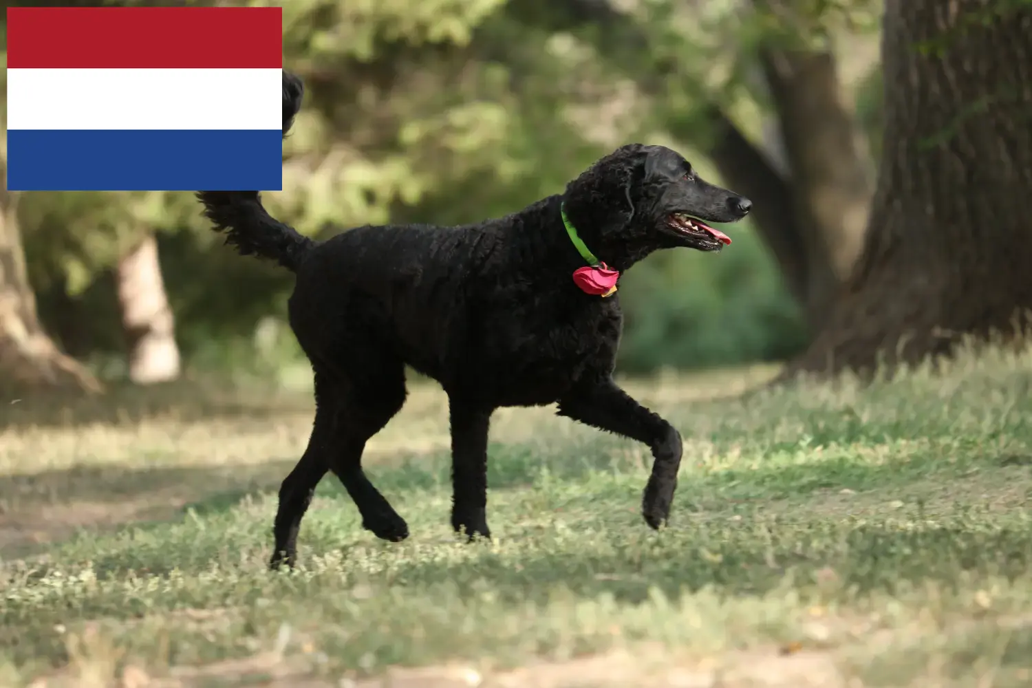Curly Coated Retriever kiskutyák és tenyésztők Hollandia Itt találhat Curly Coated Retriever tenyésztőket Hollandia területén.