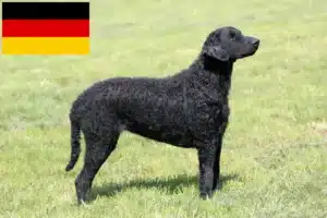 Read more about the article Curly Coated Retriever tenyésztők és kiskutyák Németországban
