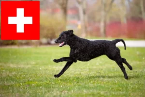 Read more about the article Curly Coated Retriever tenyésztők és kölykök Svájcban