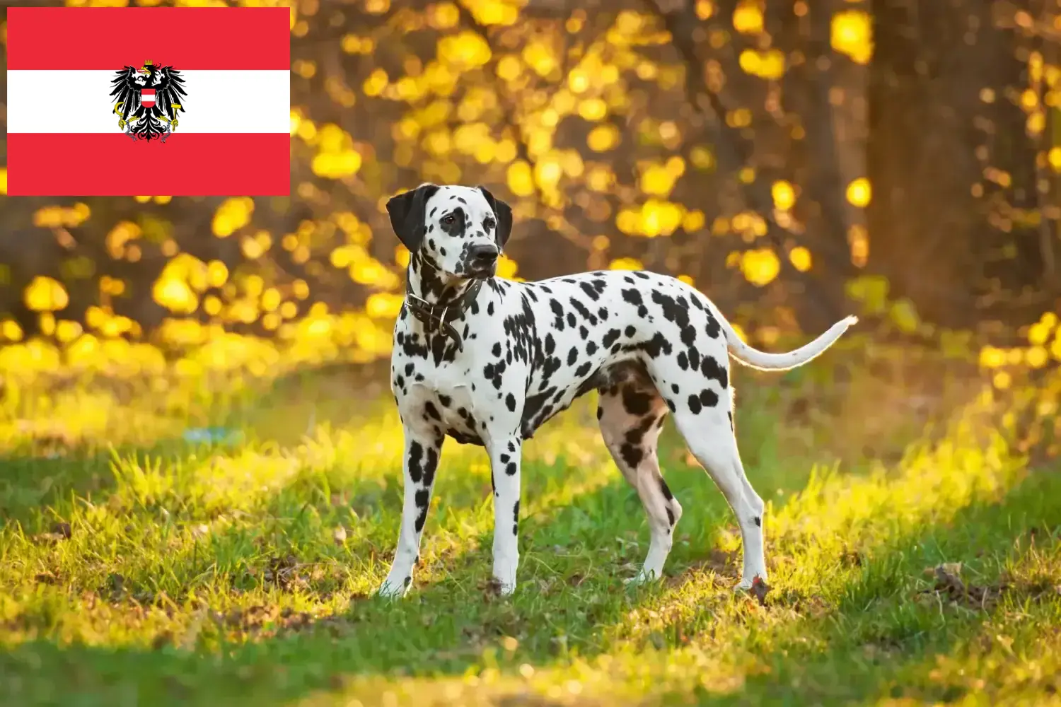 Dalmata kölyökkutyák és tenyésztők Ausztria Itt talál dalmata tenyésztőket Ausztriában.