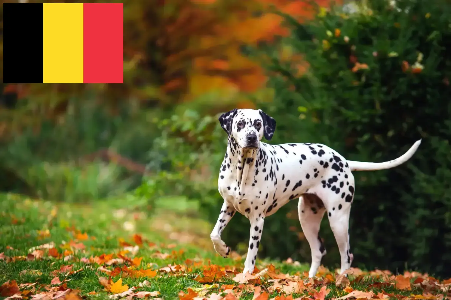 Dalmata kölyökkutyák és tenyésztők Belgium Belgiumi dalmatinatenyésztőket itt talál.