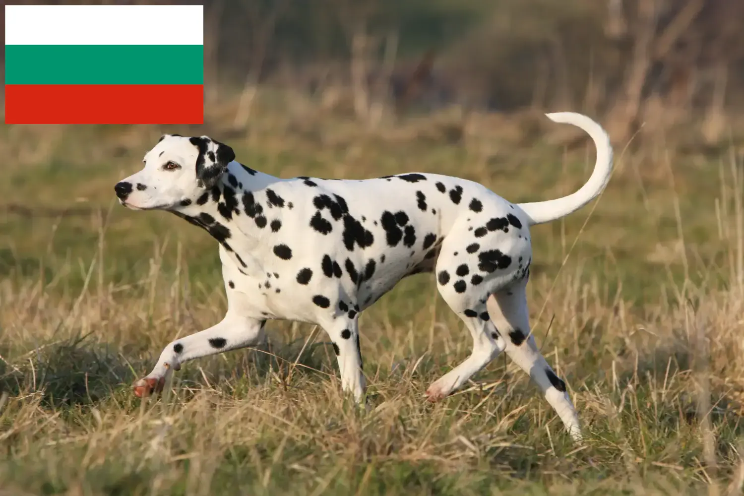Dalmata kölyökkutyák és tenyésztők Bulgária Bulgáriában található dalmata tenyésztők itt találhatók.