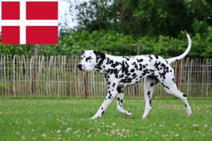 Read more about the article Dalmát tenyésztők és kölykök Dániában