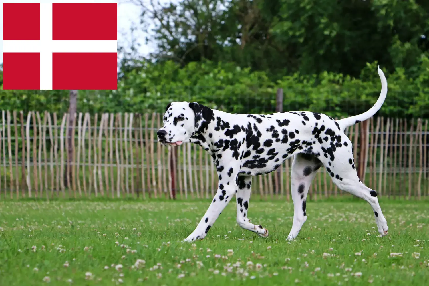 Dalmát kölyökkutyák és tenyésztők Dánia Dalmáciai dalmata tenyésztőket itt talál.