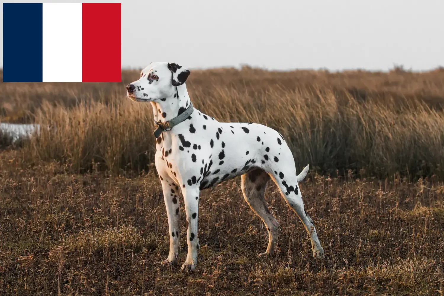 Dalmata kölyökkutyák és tenyésztők Franciaország Franciaországi dalmata tenyésztőket itt talál.