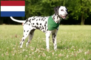 Read more about the article Dalmata tenyésztők és kölykök Hollandiában