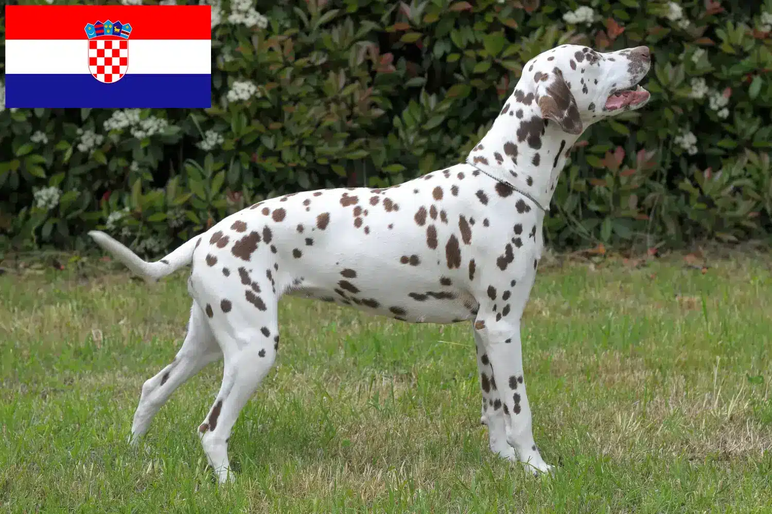 Dalmata kölyökkutyák és tenyésztők Horvátország Horvátországban található dalmát tenyésztőket itt talál.