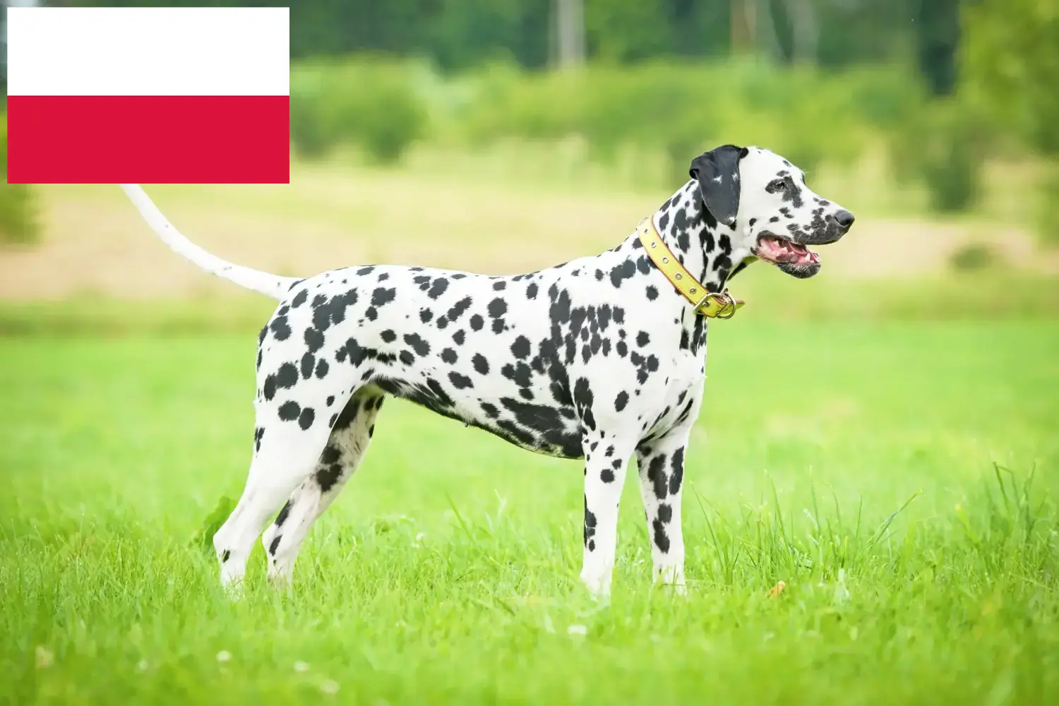 Dalmata kölyökkutyák és tenyésztő Lengyelország Lengyelországi dalmata tenyésztőket itt talál.