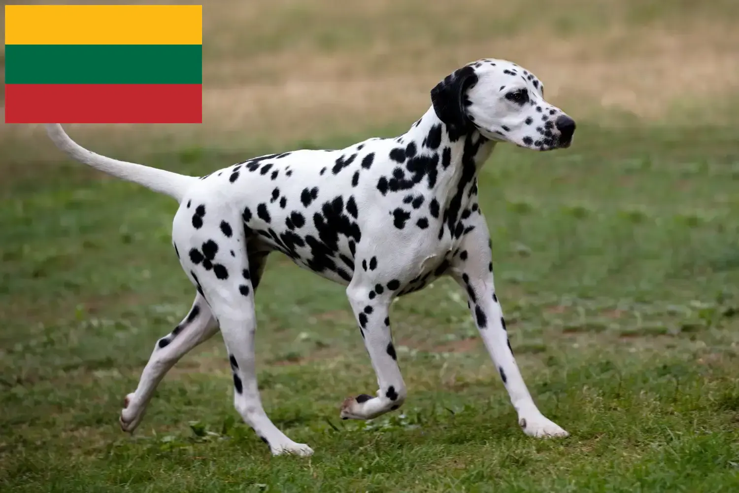 Dalmata kiskutyák és tenyésztők Litvánia Litvániai dalmata tenyésztőket itt talál.