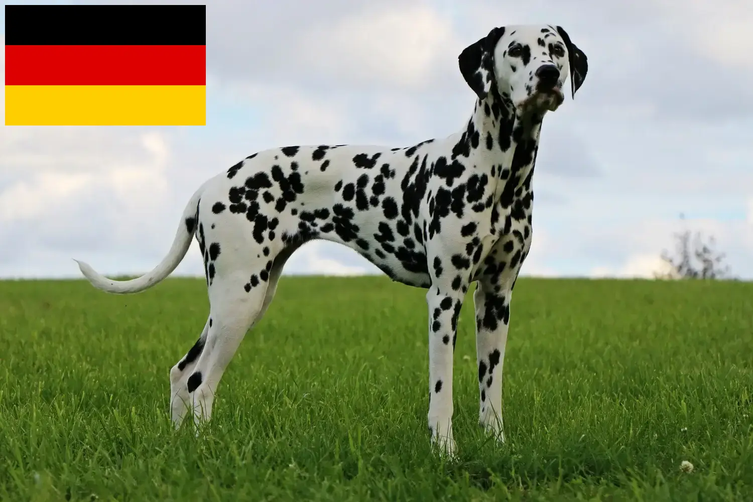 Dalmata kölyökkutyák és tenyésztők Németország Itt megtalálja a németországi dalmata tenyésztőket.