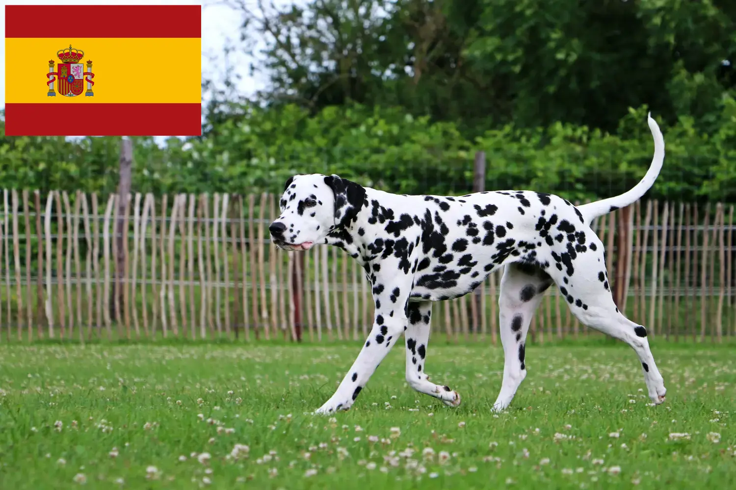Dalmata kölyökkutyák és tenyésztők Spanyolország Spanyolországi dalmatinatenyésztőket itt talál.