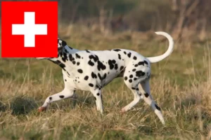 Read more about the article Dalmata tenyésztők és kölykök Svájcban