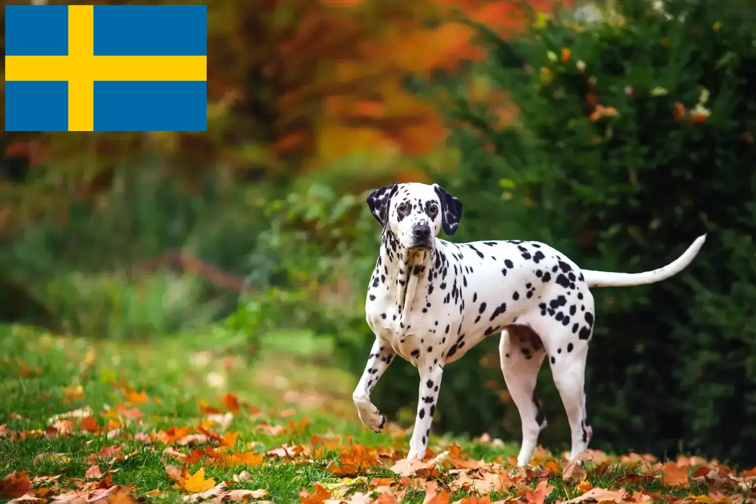 Dalmata kölyökkutyák és tenyésztők Svédországban Svédországi dalmatinatenyésztőket itt talál.