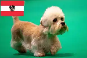 Read more about the article Dandie Dinmont Terrier tenyésztők és kölykök Ausztriában