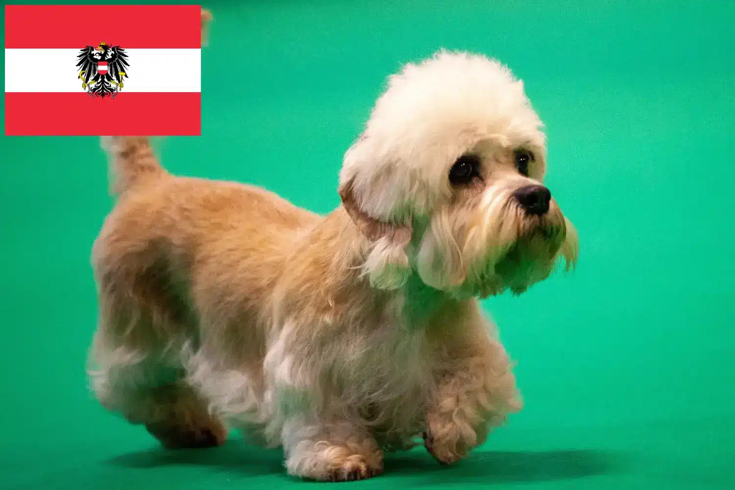 Read more about the article Dandie Dinmont Terrier tenyésztők és kölykök Ausztriában