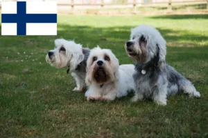 Read more about the article Dandie Dinmont Terrier tenyésztők és kölykök Finnországban