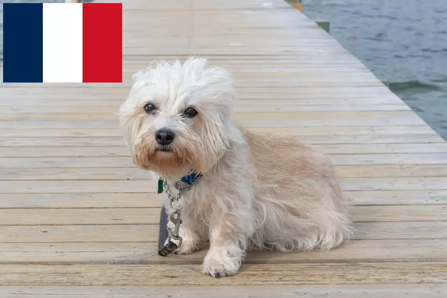 Dandie Dinmont Terrier kiskutyák és tenyésztők Franciaország Dandie Dinmont Terrier tenyésztőket Franciaországban itt találsz.