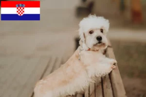 Read more about the article Dandie Dinmont Terrier tenyésztők és kölykök Horvátországban