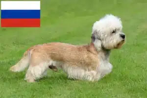 Read more about the article Dandie Dinmont Terrier tenyésztők és kölykök Oroszországban
