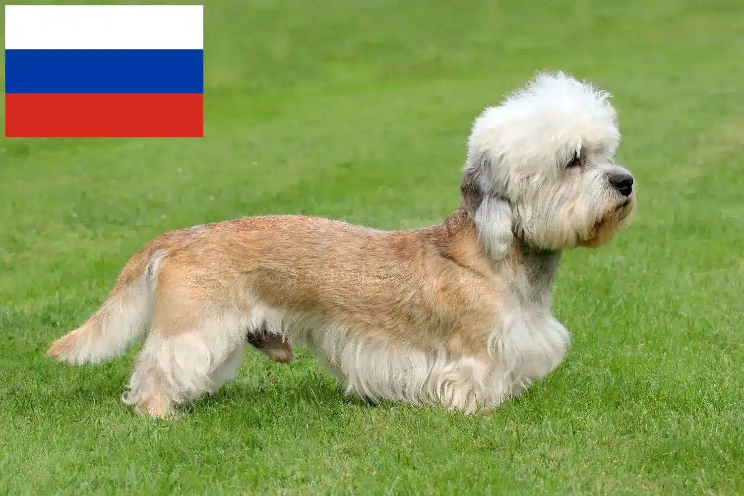 Dandie Dinmont Terrier kölykök és tenyésztők Oroszország Dandie Dinmont Terrier tenyésztőket Oroszországban itt találsz.