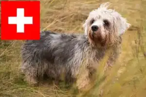 Read more about the article Dandie Dinmont Terrier tenyésztők és kölykök Svájcban