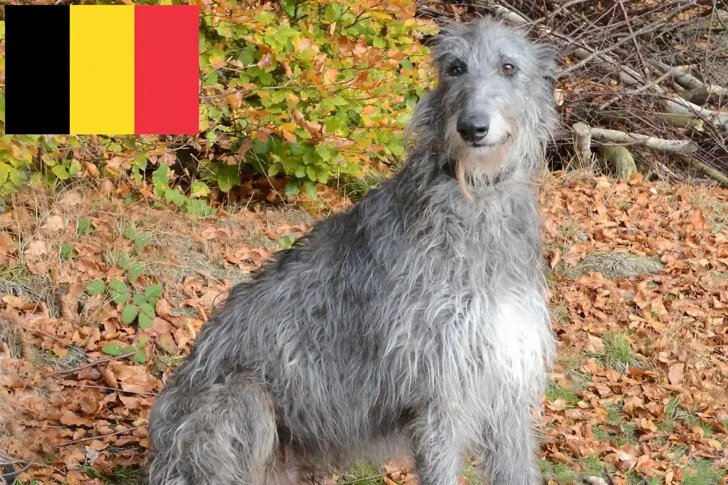 Deerhound kölykök és tenyésztők Belgium Itt megtalálhatja a belgiumi szarvasbogár tenyésztőket.