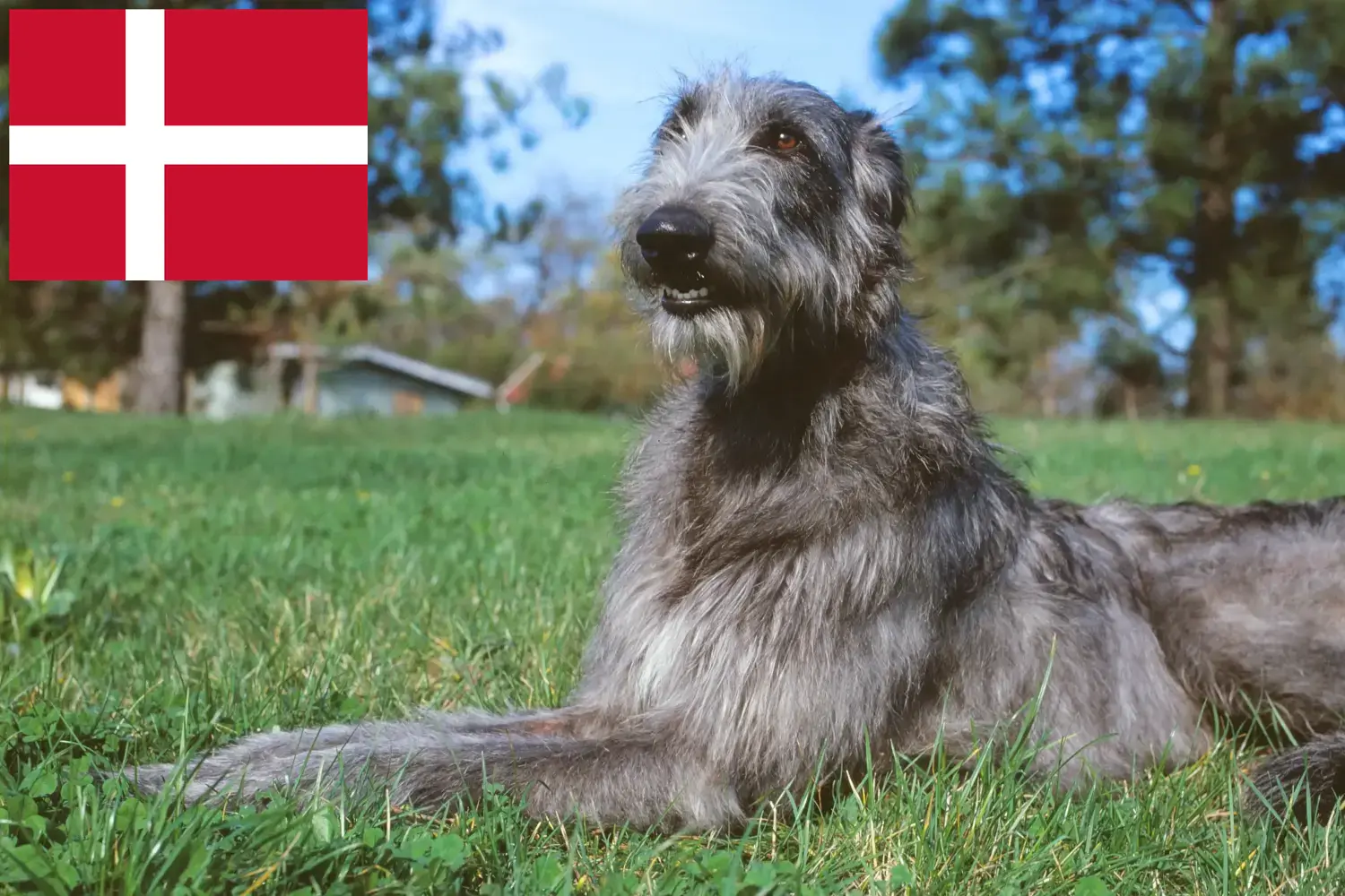 Deerhound kiskutyák és tenyésztők Dánia Itt megtalálhatja a dániai szarvaskutya tenyésztőket.