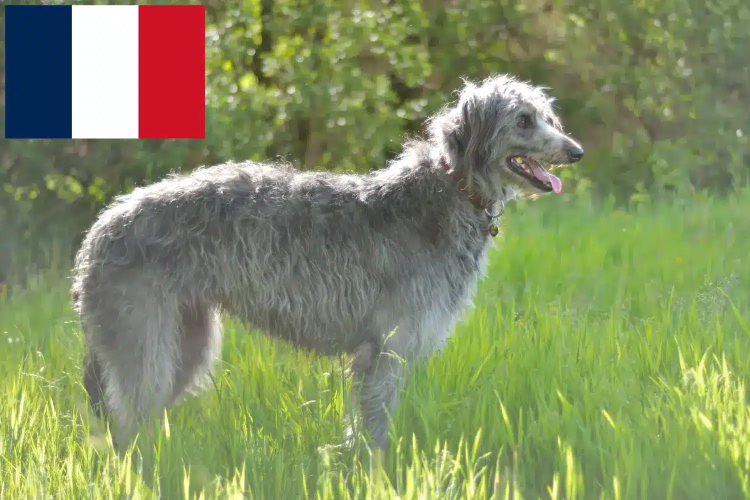 Deerhound kiskutyák és tenyésztők Franciaország Itt megtalálhatja a franciaországi szarvaskutya tenyésztőket.
