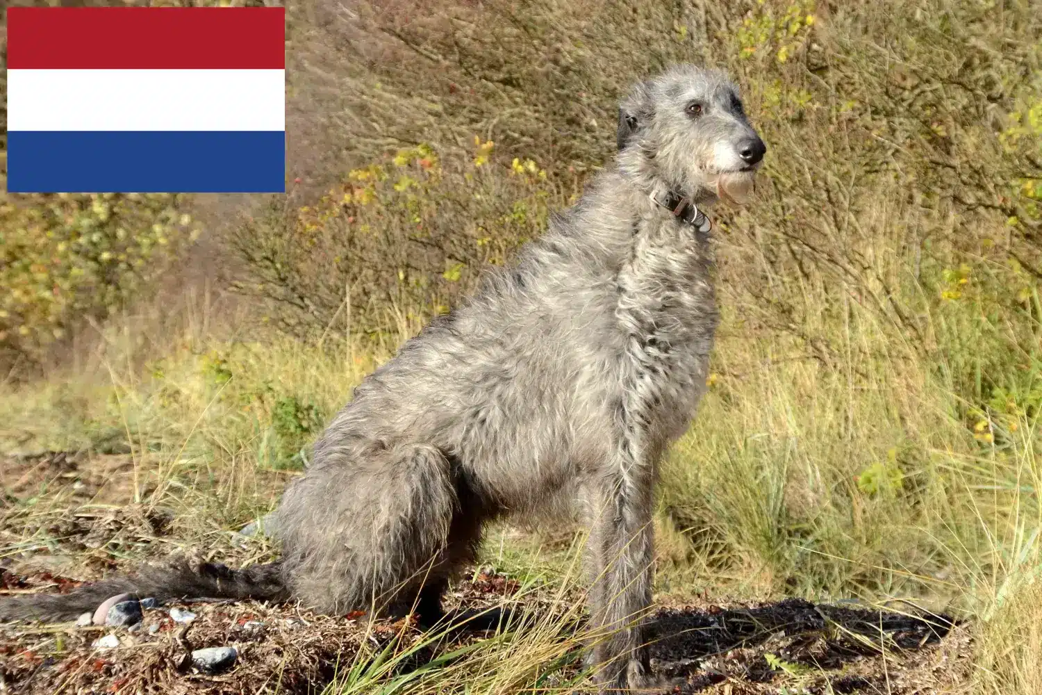 Deerhound kölykök és tenyésztők Hollandia Itt megtalálhatja a hollandiai szarvaskutya tenyésztőket.