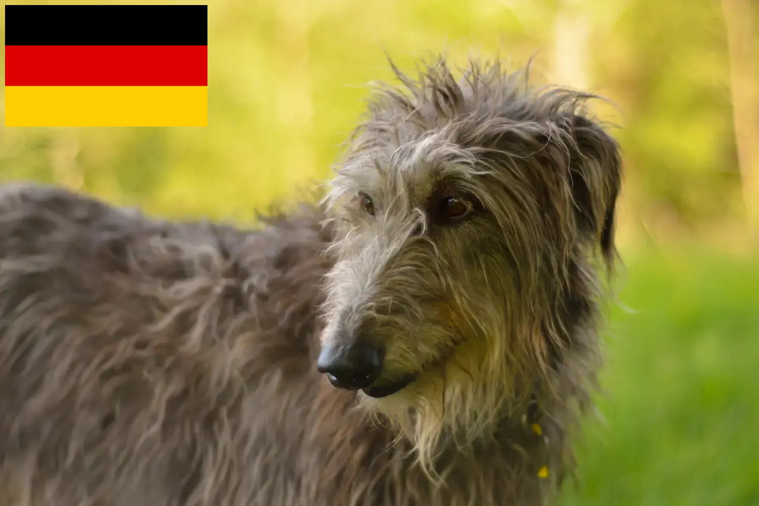 Deerhound kiskutyák és tenyésztők Németország Itt megtalálhatja a németországi szarvaskutya tenyésztőket.