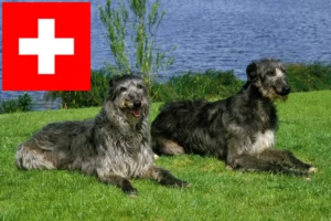 Read more about the article Deerhound tenyésztők és kölykök Svájcban