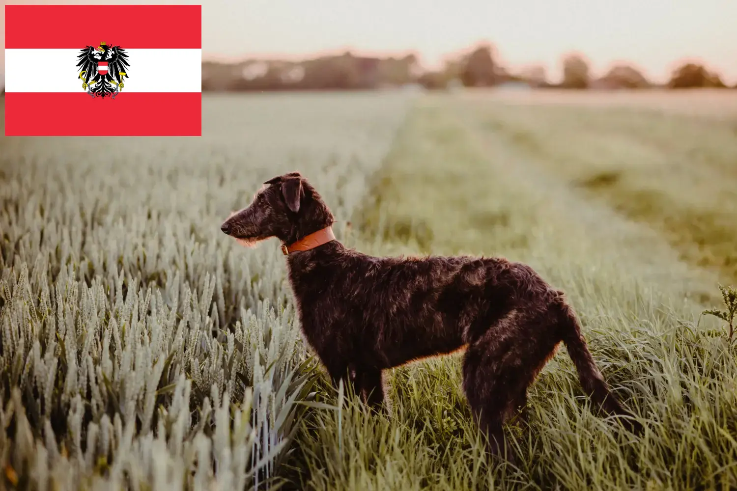 Deerhound kölykök és tenyésztők Ausztria Itt megtalálhatja az Ausztriában található szarvaskutya tenyésztőket.