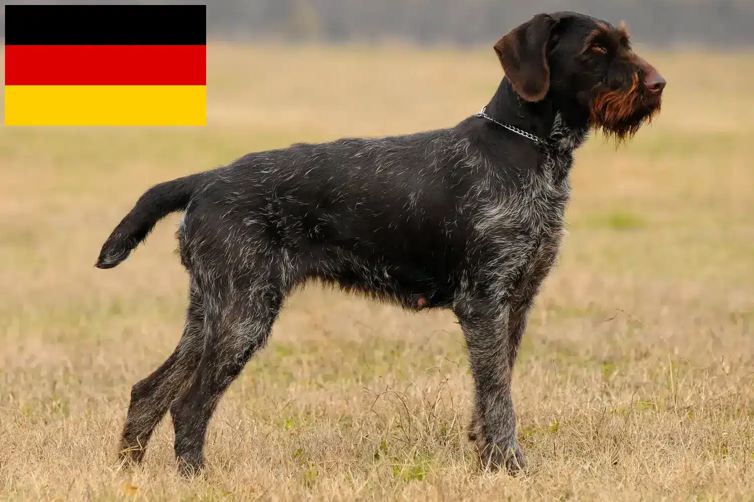 Read more about the article Deutsch Drahthaar tenyésztők és kiskutyák Németországban