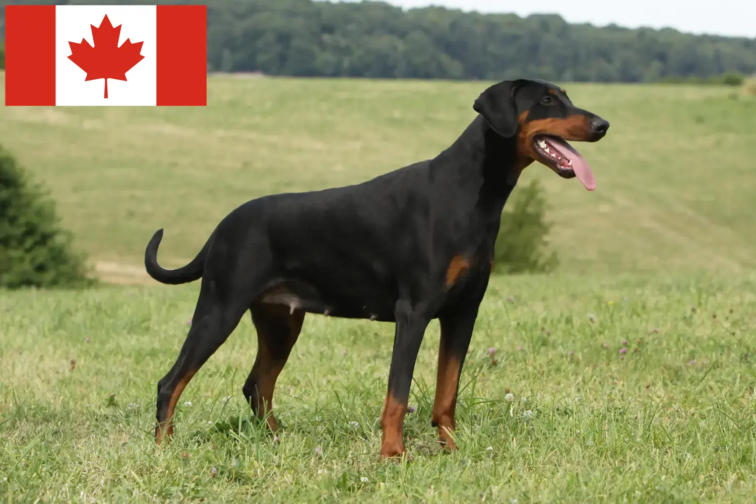 Dobermann kölykök és tenyésztők Kanada Keressen dobermann tenyésztőket Kanadában itt.