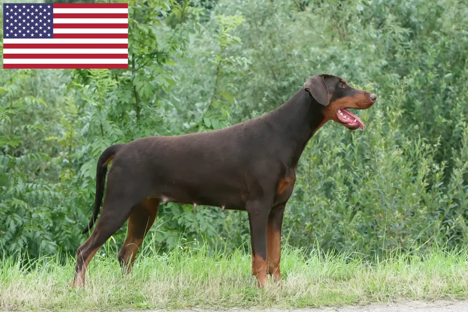 Dobermann kölykök és tenyésztők USA Dobermann tenyésztőket az USA-ban itt találsz.